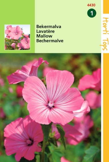 Bechermalve Rose (Lavatera trimestris) 200 Samen